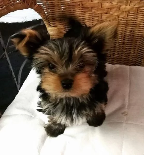 cuccioli di yorkshire toy di 60 giorni con primo vaccino prima sverminazione