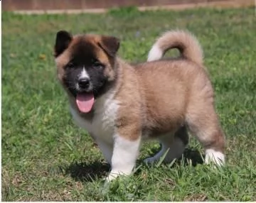 cucciolata di akita americano disponibili 