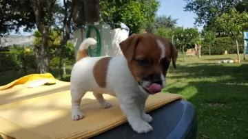 cuccioli jack russell terrier