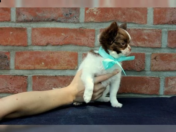 01 cuccioli di chihuahua fantastici e adorabili per ladozione  | Foto 0