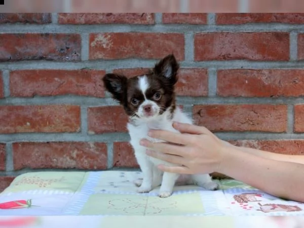 01 cuccioli di chihuahua fantastici e adorabili per ladozione 