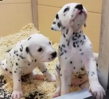 regalo cuccioli di dalmata disponibili per l'adozione