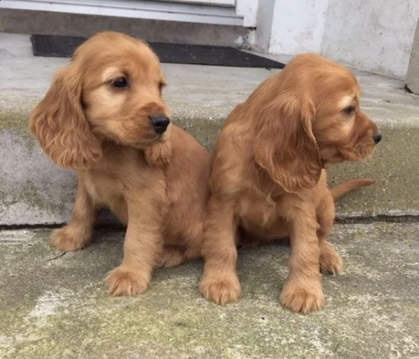 simpatici e adorabili cuccioli di cocker spaniel  | Foto 1