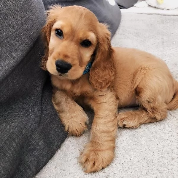 simpatici e adorabili cuccioli di cocker spaniel  | Foto 0
