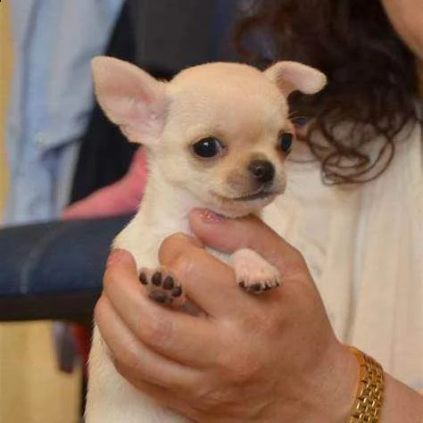 disponiamo cuccioli di chihuahua toy buonissimi teneri e belli di 2 mesi