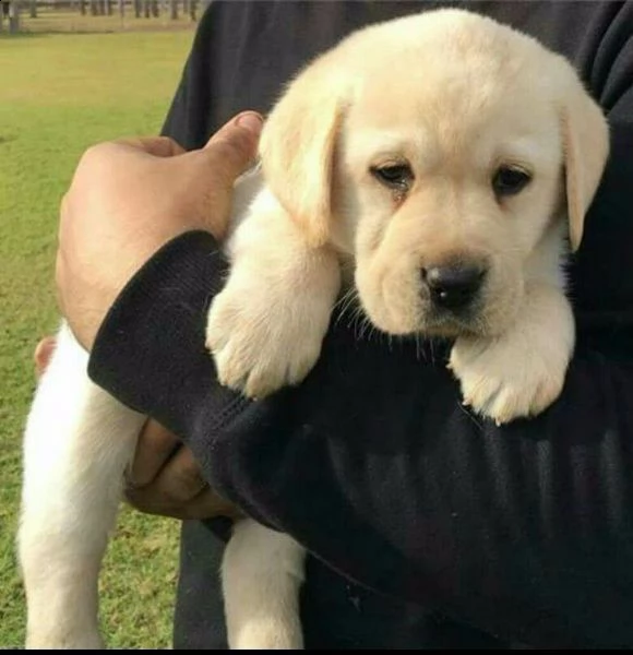 regalo labrador cioccolato cuccioli