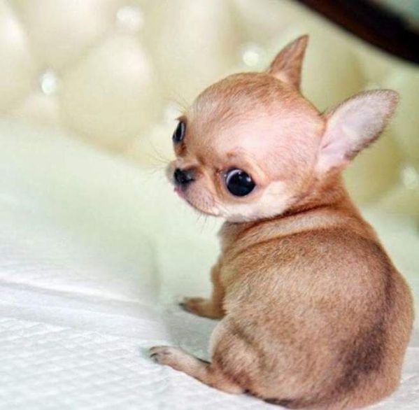 Regalo cucciolo Chihuahua da Privato a cuccioli di chihuahua mini toy perfetti giocarelloni e