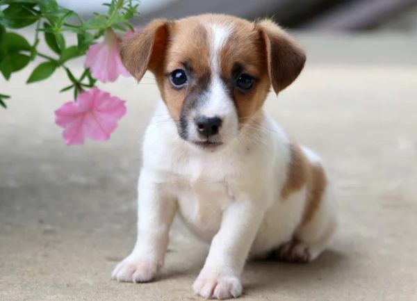 jack russel terrier splendidi cuccioli