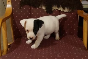 jack russell terrier cucciolino