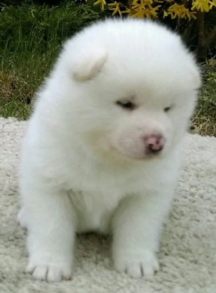 splendida cucciolata di akita americano