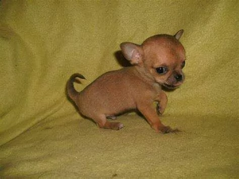 Regalo Cucciolo Chihuahua Da Privato A Disponiamo Cuccioli Di Pincher Chiwawa Toy Dolcissimi E Bellissimi