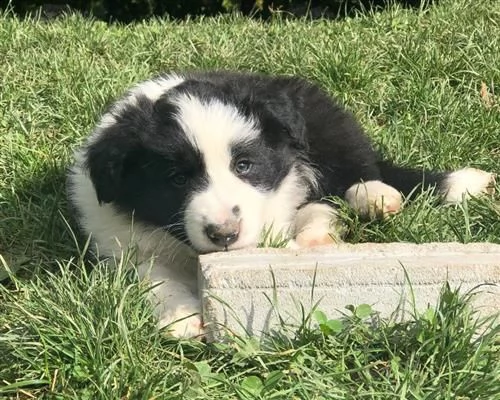 border collie con pedigre splendidi cuccioli | Foto 0
