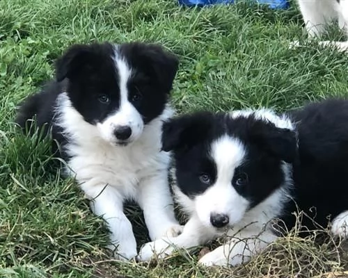 border collie con pedigre splendidi cuccioli