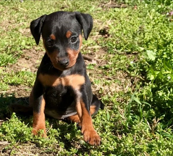 Annunci Animali Cani Cuccioli regalo da allevamenti e privati