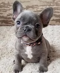 5 cuccioli di bulldog francese vgiovani maschi e fem