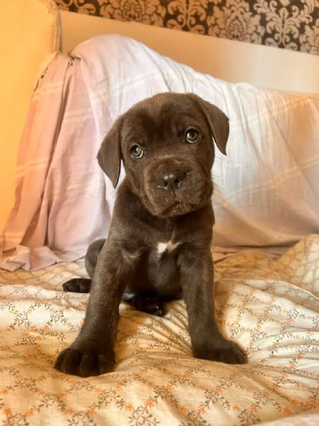 Cane corso cuccioli disponibili 