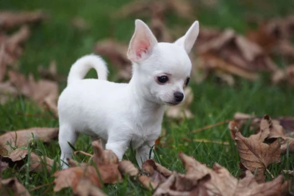 tenero maschietto cucciolo di chihuahua