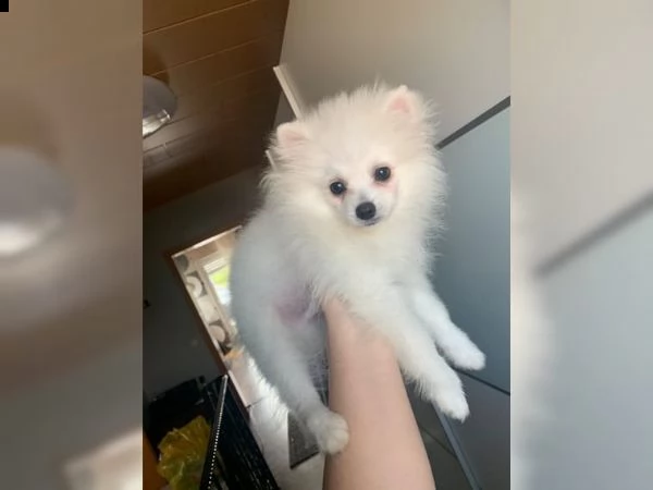 volpino pomerania