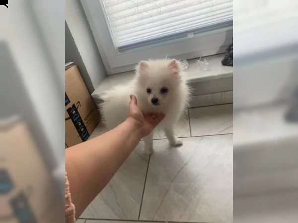 volpino pomerania | Foto 4