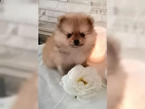 volpino pomerania | Foto 3