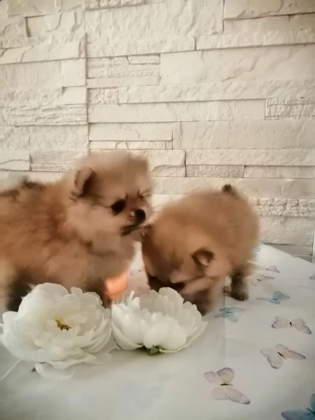 volpino pomerania | Foto 2
