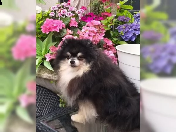 volpino pomerania | Foto 1