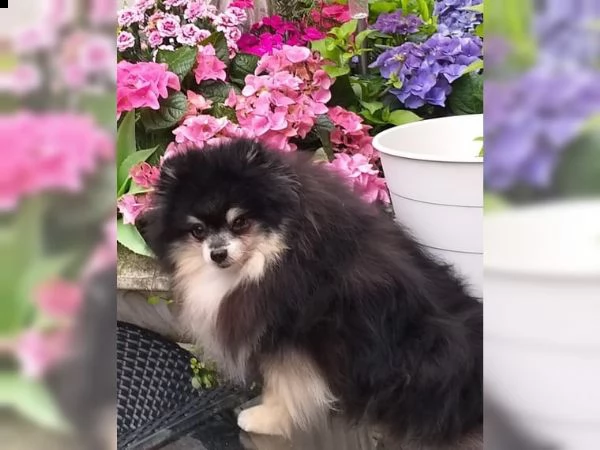 volpino pomerania | Foto 0