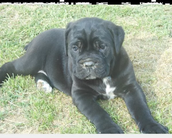 cane corso cuccioli disponibili | Foto 0