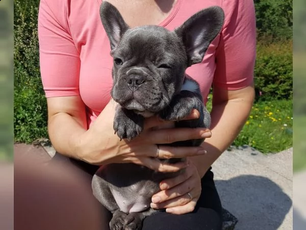 001 simpatici cuccioli di bulldogfrance per adozione gratuita s