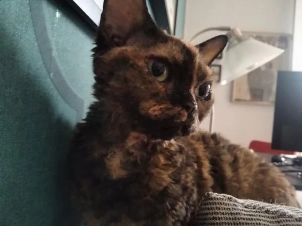 regalo gatto devon rex