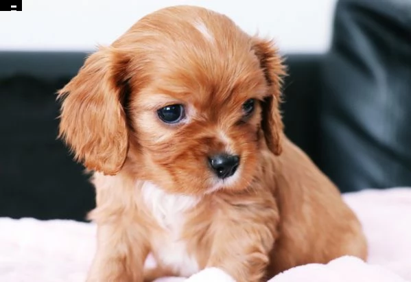 cavalier king con pedigree enci 