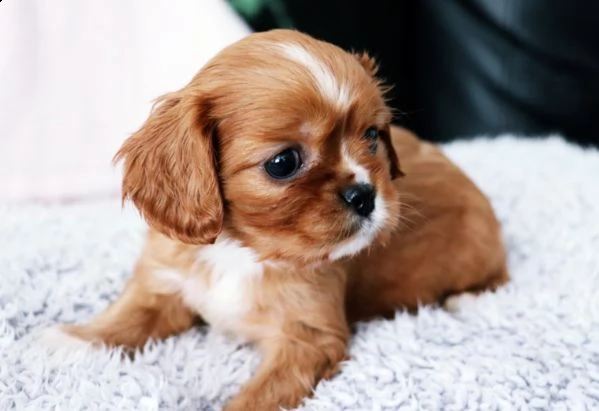 cavalier king con pedigree enci  | Foto 0