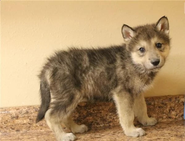 cane lupo cecoslovacco vaccinati e microcippati | Foto 3
