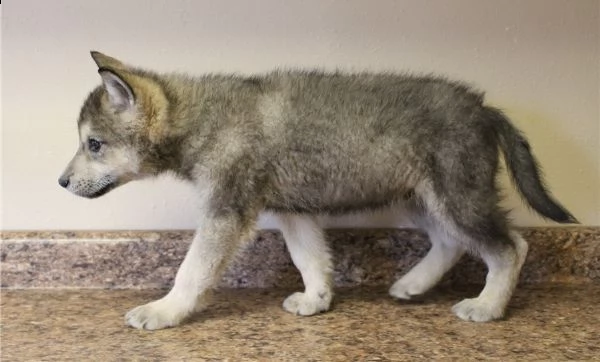 cane lupo cecoslovacco vaccinati e microcippati | Foto 2