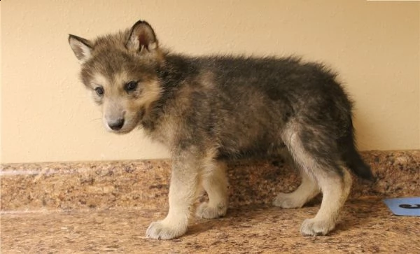 cane lupo cecoslovacco vaccinati e microcippati | Foto 1
