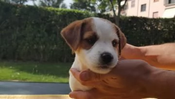  cuccioli jack russell terrier  | Foto 1