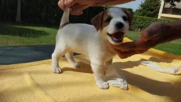  cuccioli jack russell terrier  | Foto 0