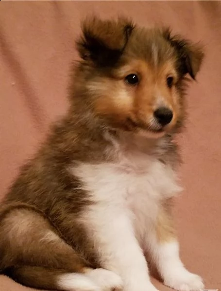 cuccioli di pastore delle shetland maschio e femmina