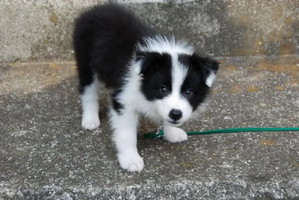 Sottobicchiere Quadrato 9,5x9,5 Cm Con Cucciolo Di Border Collie: Finitura Lucida E Retro In Sughero, Stampato UK - 2