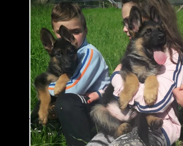 pastore tedesco | Foto 0