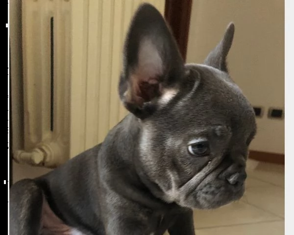 vendita di splendido bulldog francese blu esotico | Foto 0