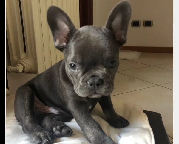 vendita di splendido bulldog francese blu esotico