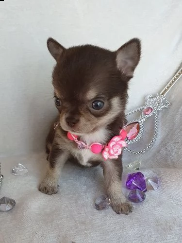 cuccioli chihuahua