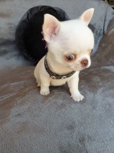 cuccioli chihuahua | Foto 2