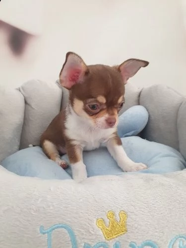 cuccioli chihuahua | Foto 1
