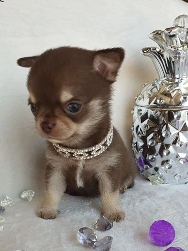 cuccioli chihuahua | Foto 0