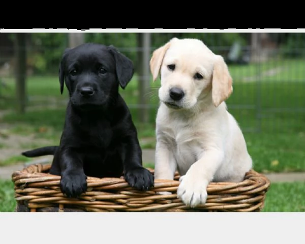  labrador colore nero  crema e bianco mascfem