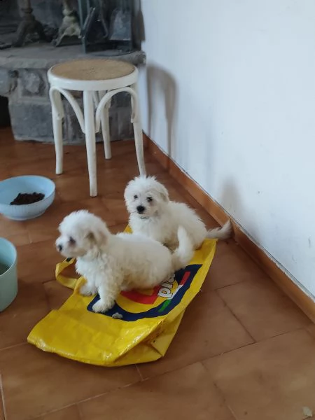 vendesi cuccioli di maltesi 