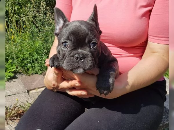 simpatici e adorabili cuccioli di bulldog francese p