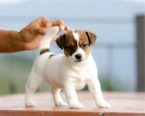cucciolata jack russell terrier